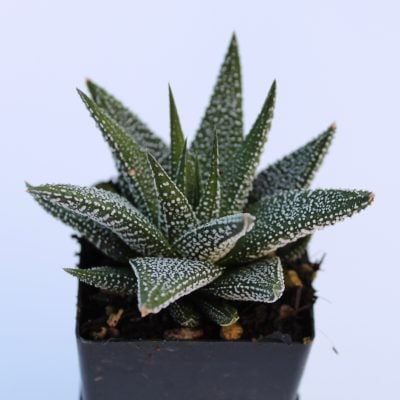 Haworthia fasciata var. concolor (2" Pot)