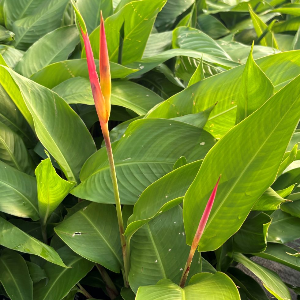 Heliconia psittacorum - Parrot Heliconia (4.5