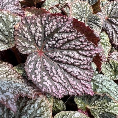 Begonia Lunar Lights™ 'Little Moon' PPAF (4.5" Pot)