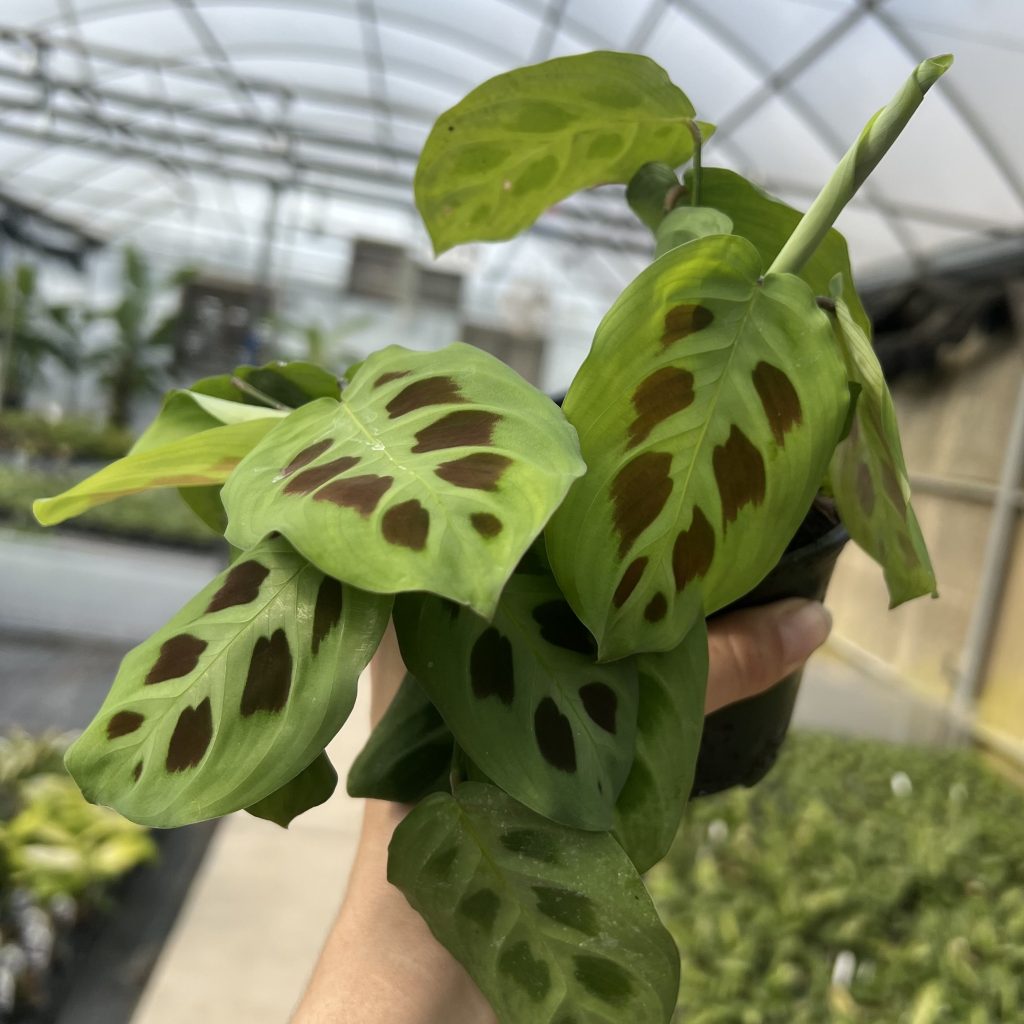 Maranta leuconeura 'Kerchoveana' - Rabbit Tracks Prayer Plant (4.5" Pot) |  Little Prince of Oregon Nursery