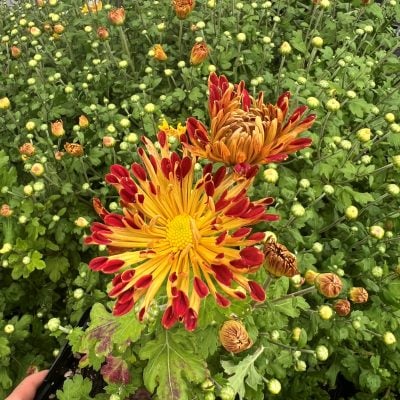 Chrysanthemum 'Matchsticks' - Hardy Mum (4.5" Pot)