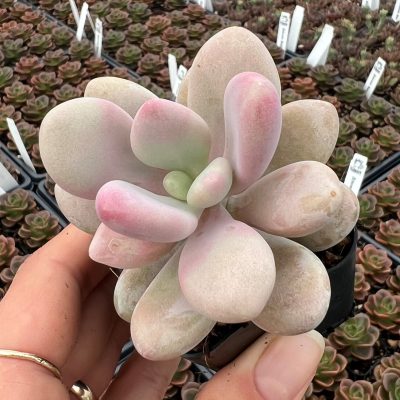 Pachyphytum oviferum - Pink Moonstones (2" Pot)