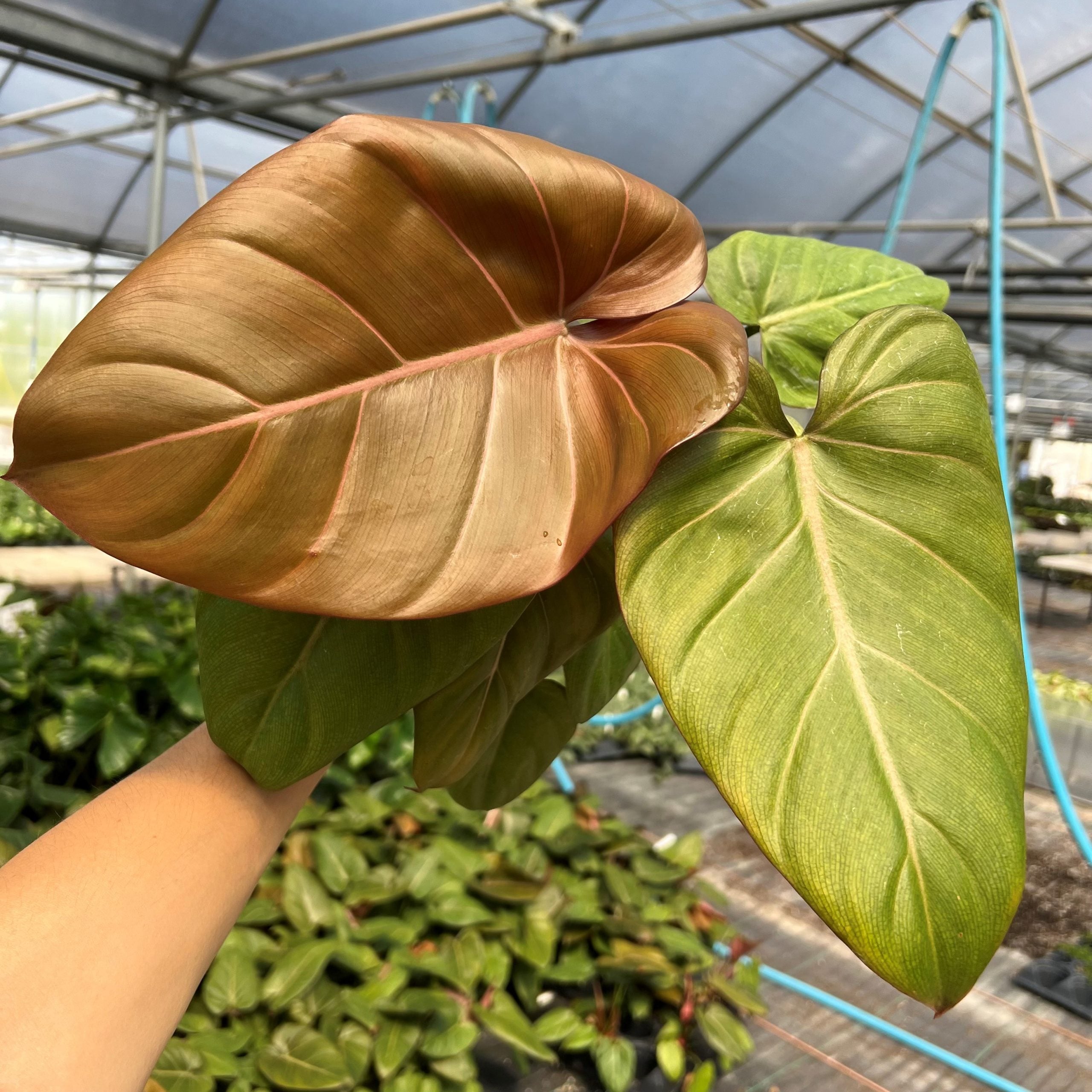 Philodendron 'Summer Glory' (4.5" Pot) | Little Prince of Oregon Nursery