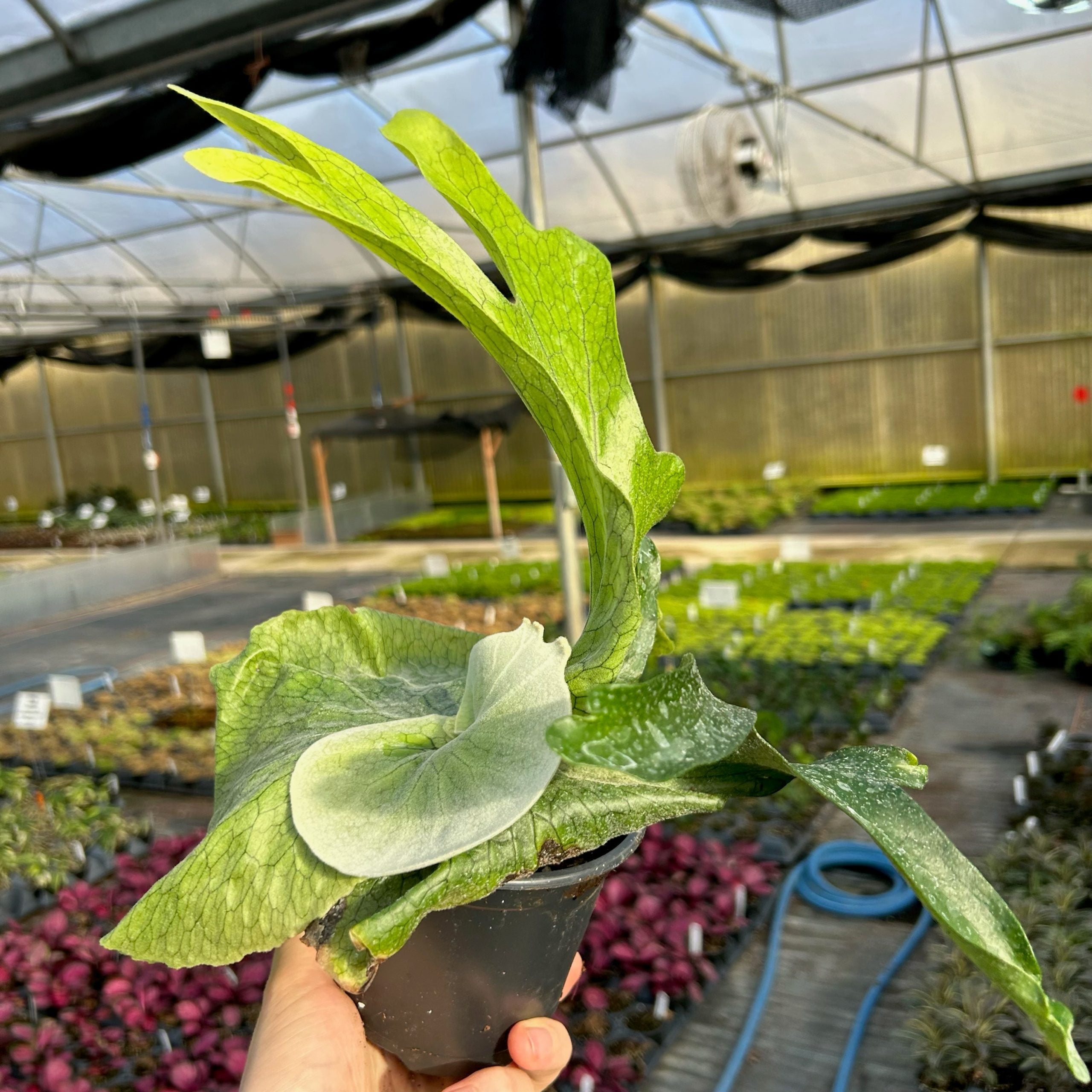 Platycerium grande - Giant Staghorn Fern (4.5" Pot) - Image 4