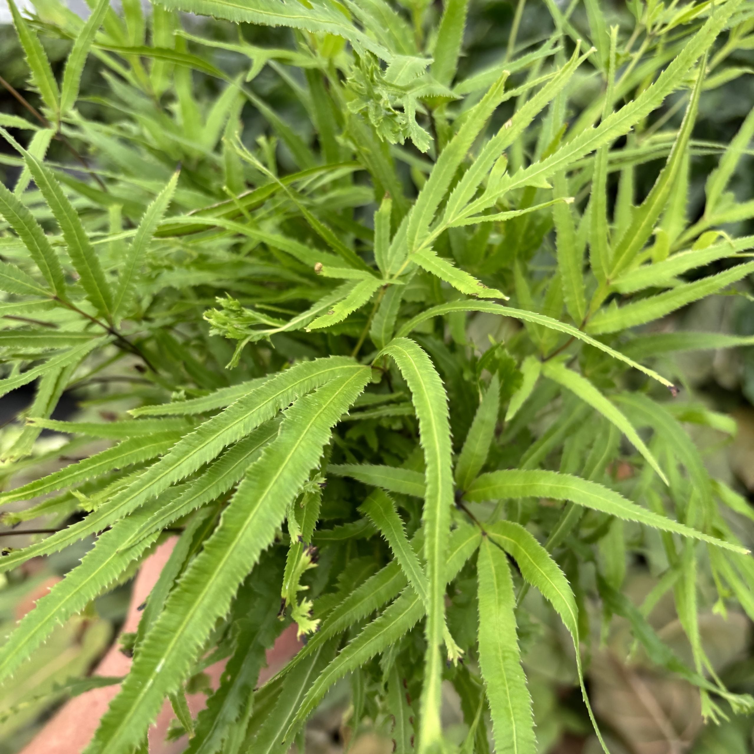 Pteris cretica 'Wimsetti' - Cretan Brake Fern (4.5" Pot) - Image 4