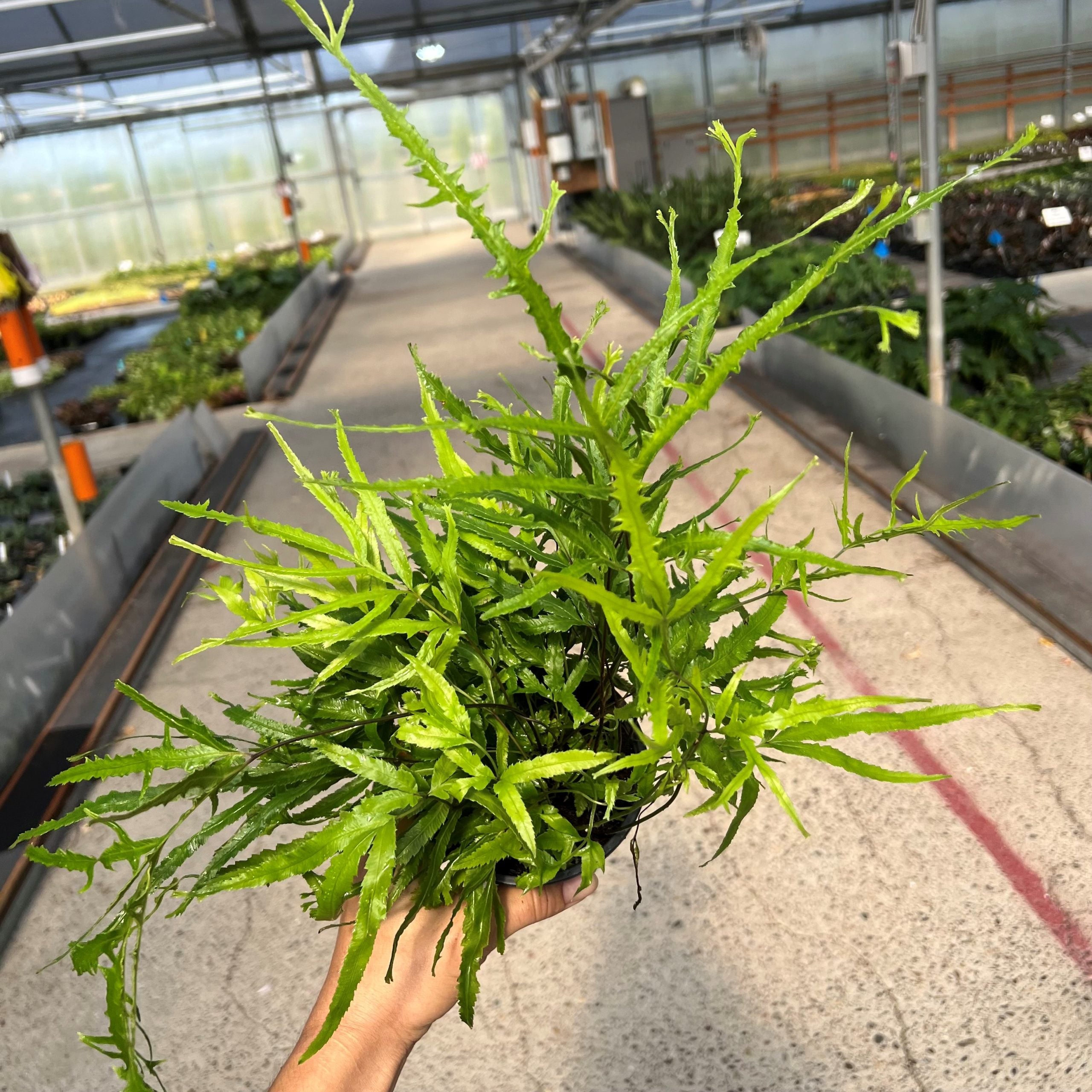 Pteris cretica 'Wimsetti' - Cretan Brake Fern (4.5" Pot) - Image 2