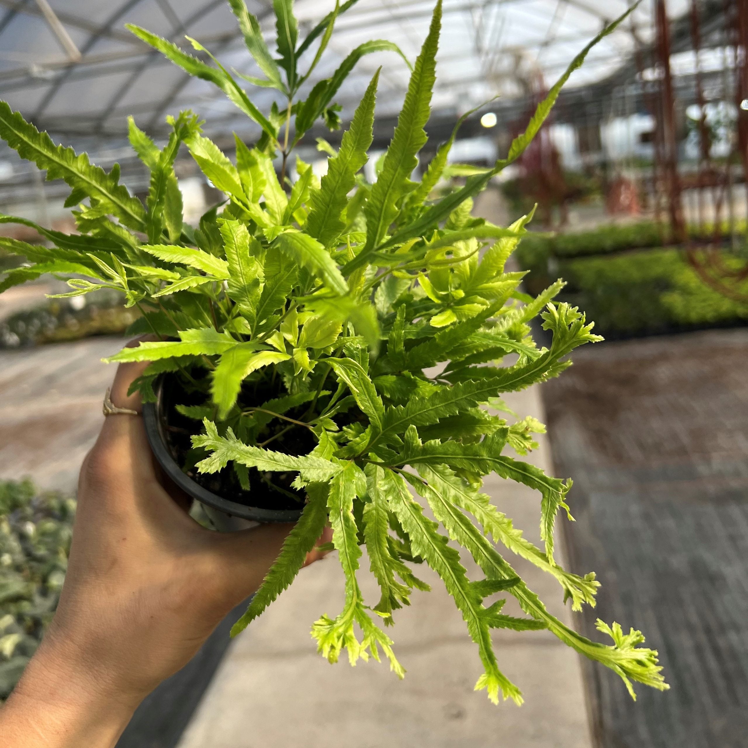 Pteris cretica 'Wimsetti' - Cretan Brake Fern (4.5" Pot)