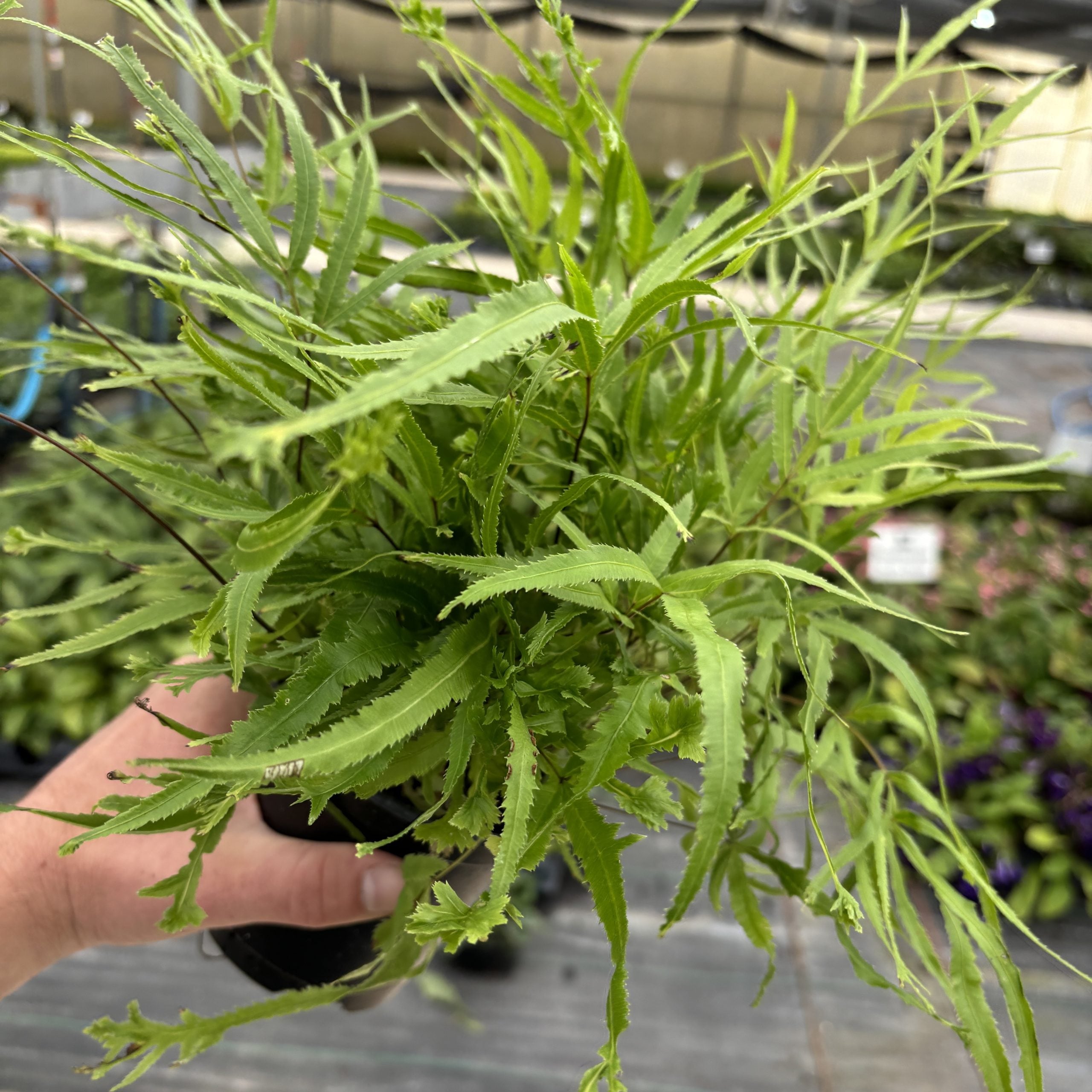 Pteris cretica 'Wimsetti' - Cretan Brake Fern (4.5" Pot) - Image 3