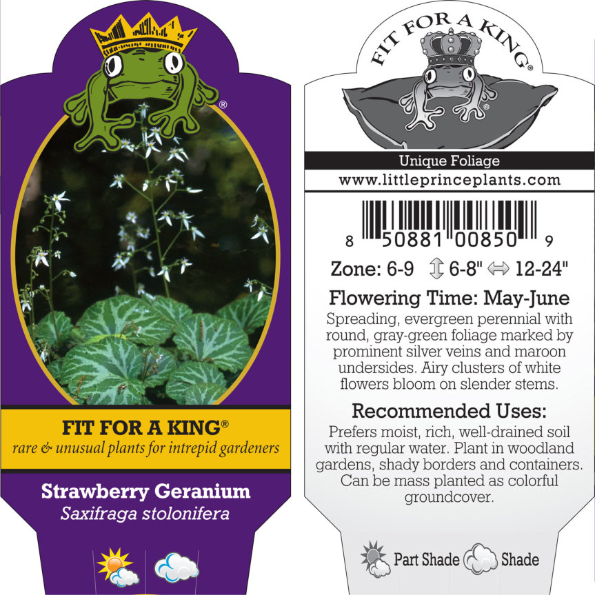 Saxifraga stolonifera - Strawberry Geranium (3.5" Pot) - Image 9