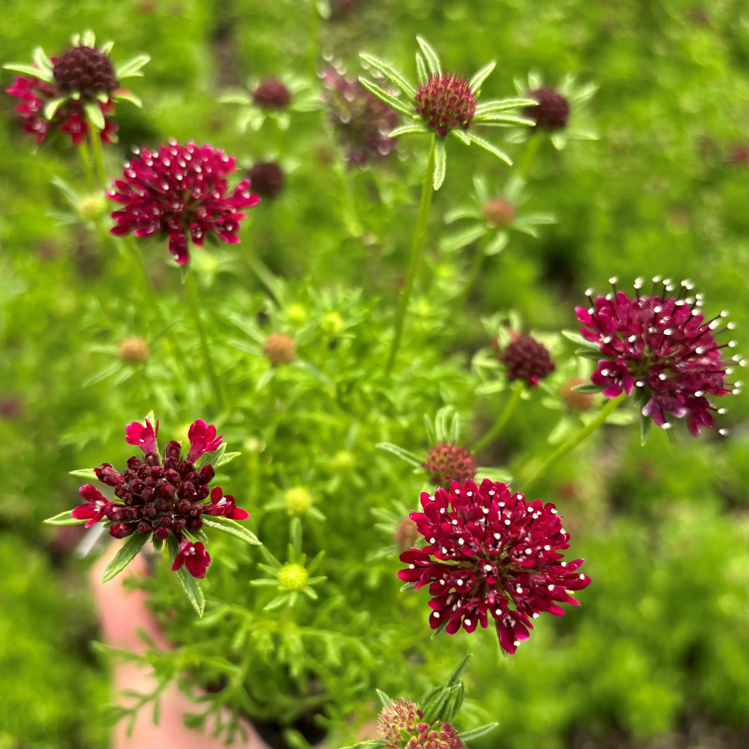 Scabiosa 'Summer Nights' - Pincushion Flower (4.5" Pot) | Little Prince of  Oregon Nursery