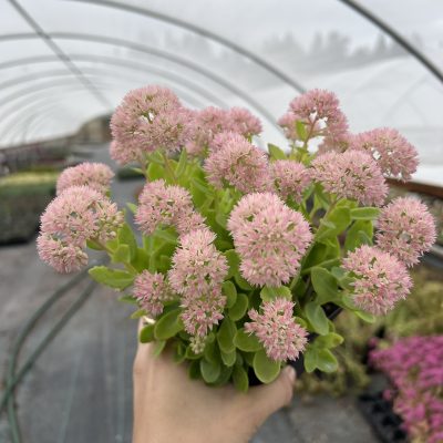 Sedum 'Autumn Fire' - Stonecrop (4.5" Pot)
