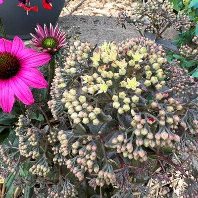 Sedum 'Banana Split' - Stonecrop (4.5" Pot)
