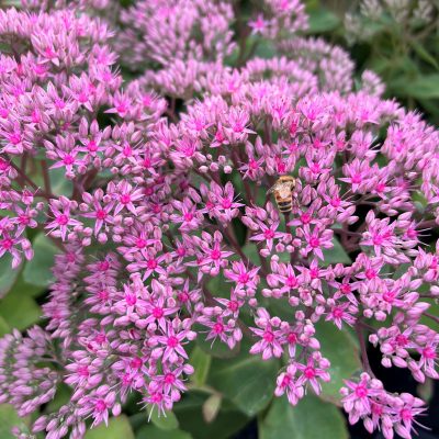Sedum 'Pillow Talk' - Stonecrop (4.5" Pot)