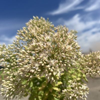 Sedum 'Thundercloud' - Stonecrop (4.5" Pot)