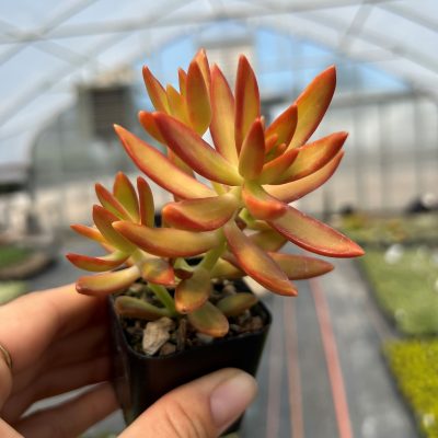 Sedum adolphii 'Sunset' (2" Pot)
