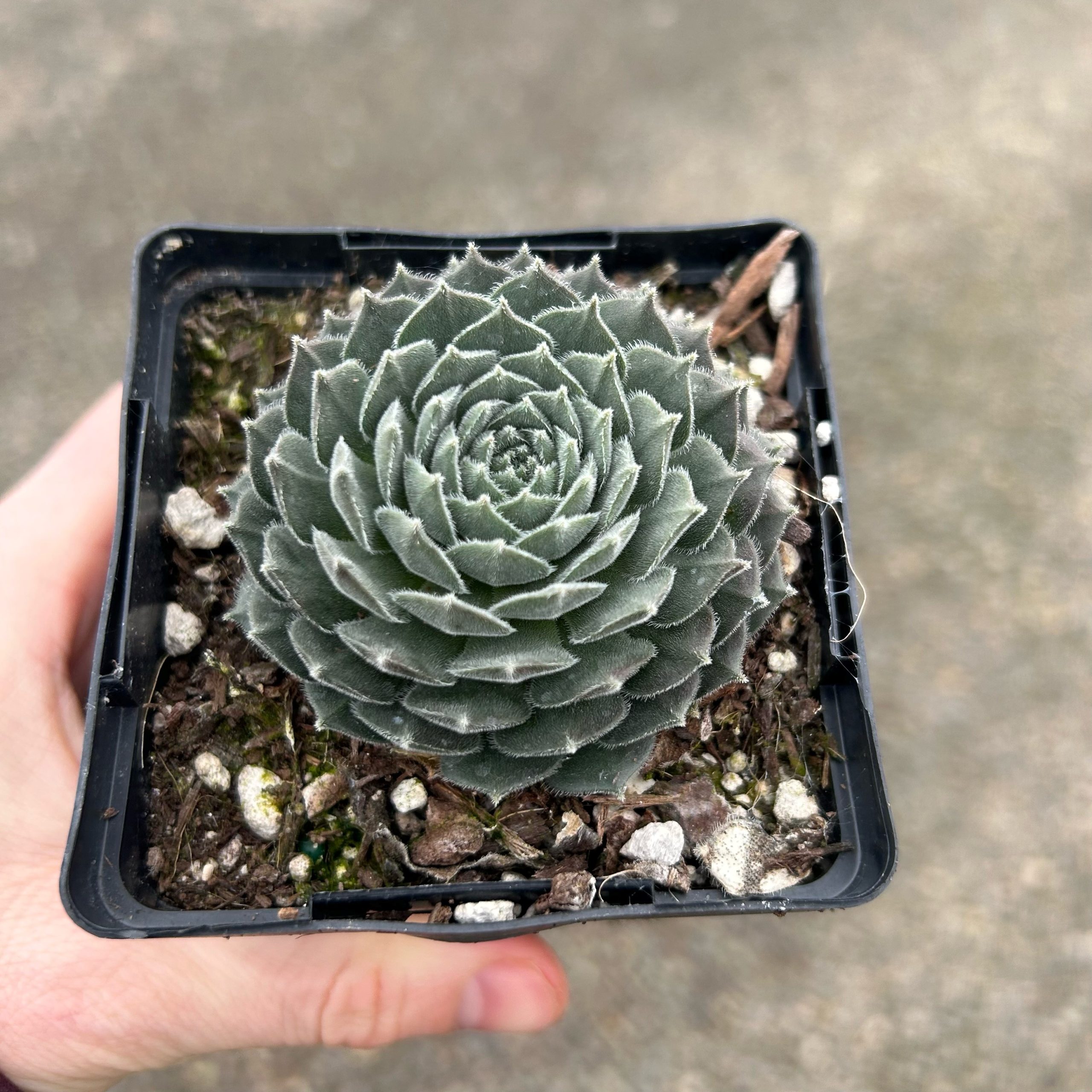 Sempervivum 'Pacific Spring Frost' - Hens & Chicks (3.5" Pot) - Image 5