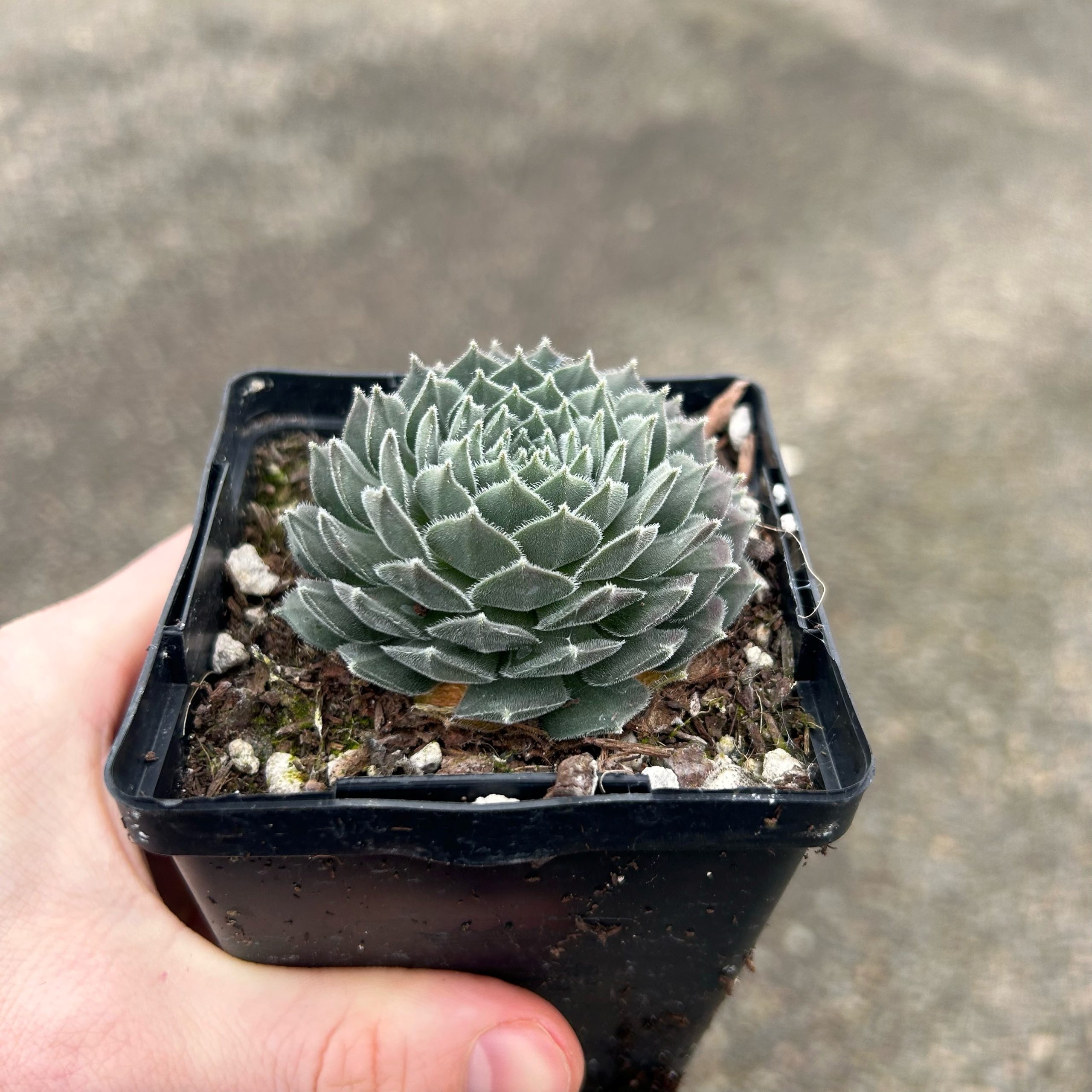 Sempervivum 'Pacific Spring Frost' - Hens & Chicks (3.5" Pot) - Image 6