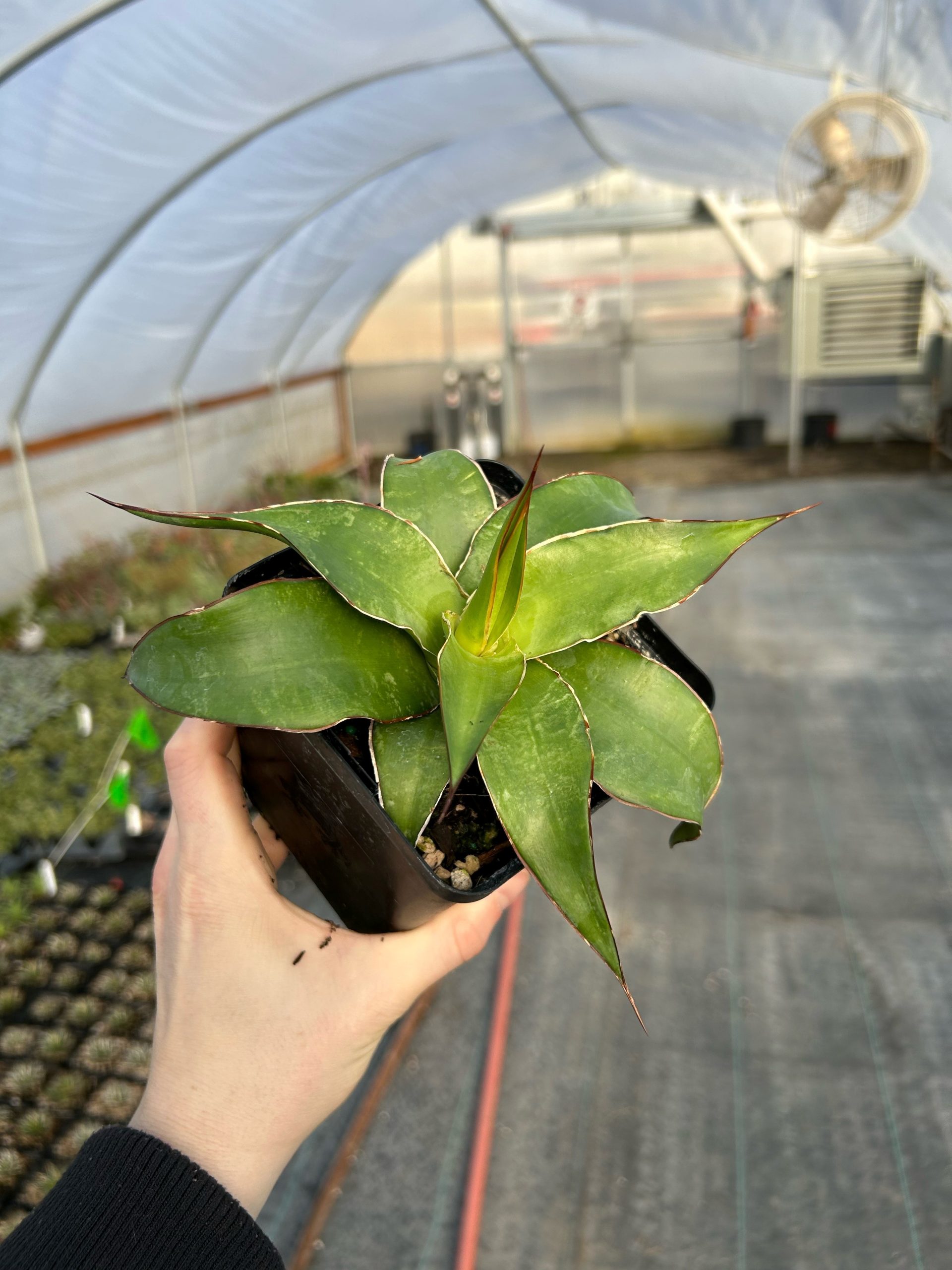 anthurium light Anthuriums Lime Light (USA Grown)