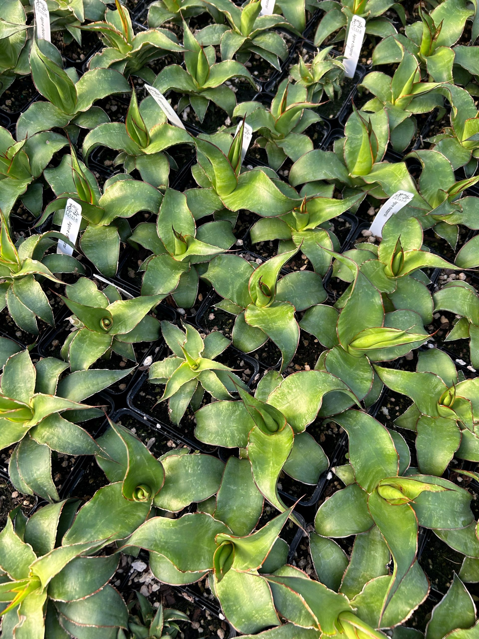 Agave chazaroi 4.5" Tall | Little Prince of Oregon Nursery