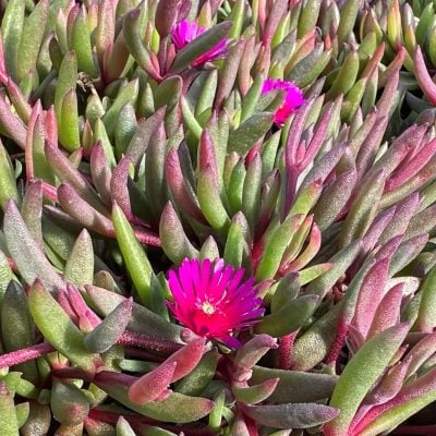 Delosperma Desert Dancers 'Purple' PPAF - Ice Plant (3.5" Pot)