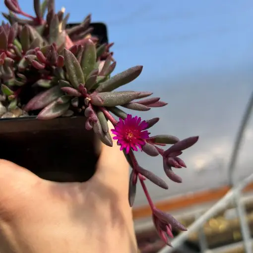 Delosperma Desert Dancers 'Purple' PPAF - Ice Plant (3.5" Pot) | Little  Prince of Oregon Nursery