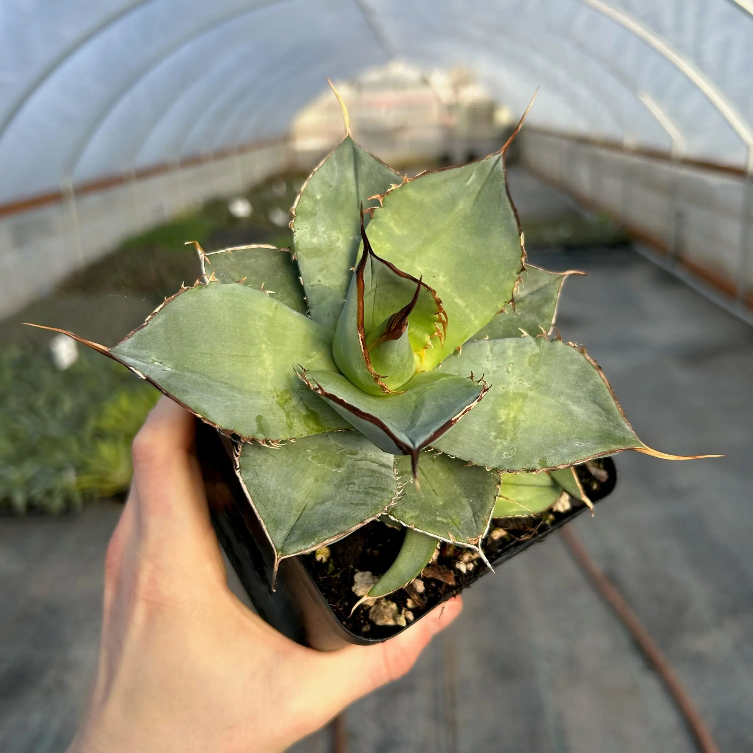 Agave titanota 'White Embers' 4.5" Tall | Little Prince of Oregon Nursery