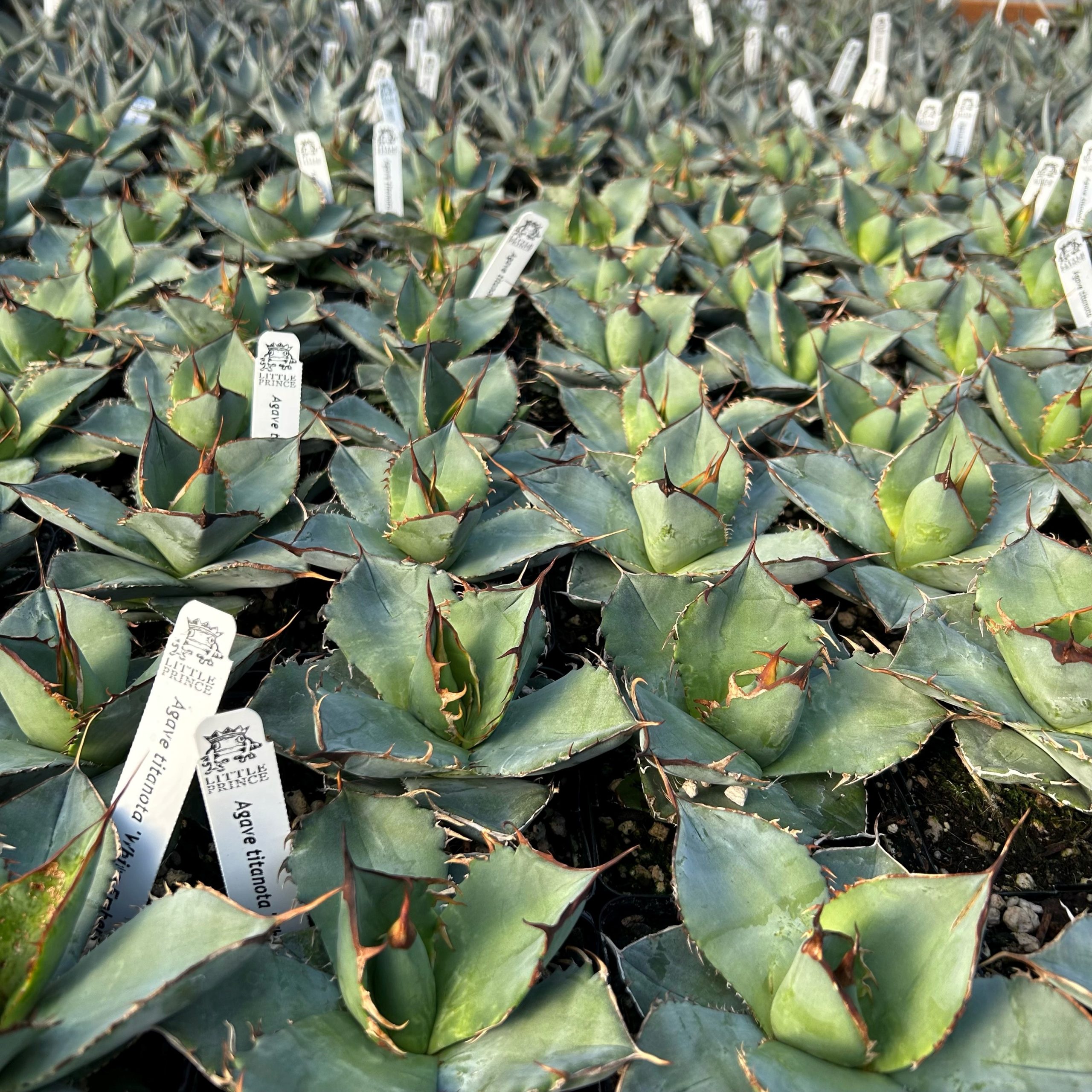 Agave titanota 'White Embers' 4.5" Tall | Little Prince of Oregon Nursery