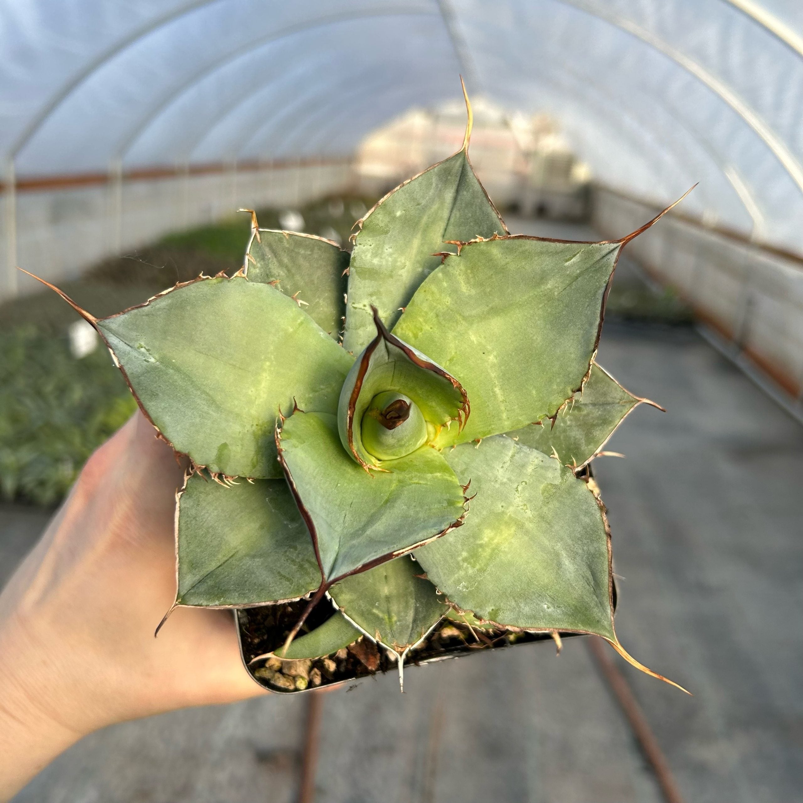 Agave titanota Titanota - White WHITE | for Wholesale – チタノタ