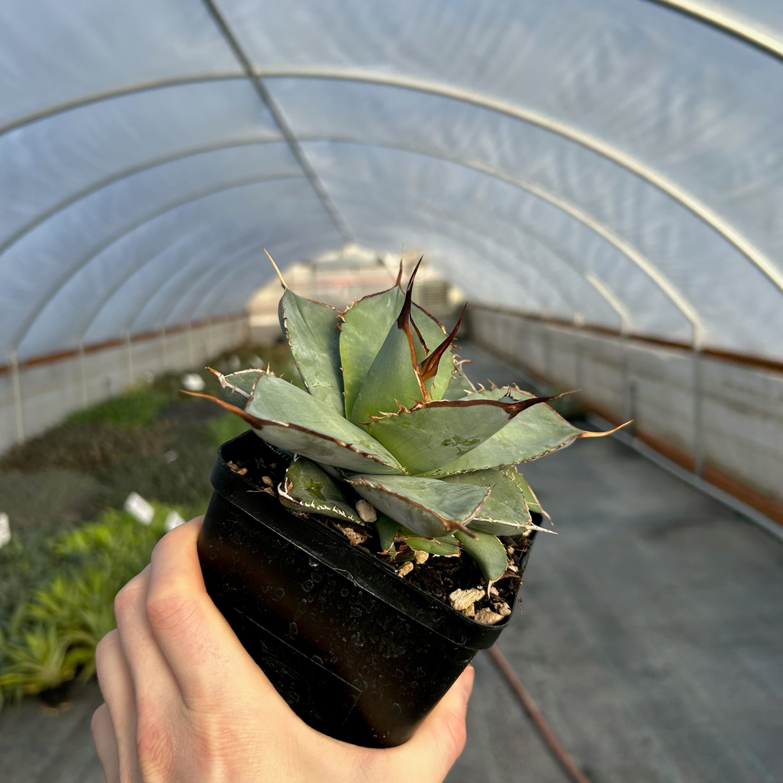 Agave titanota 'White Embers' 4.5" Tall | Little Prince of Oregon Nursery