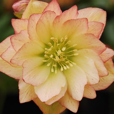 Helleborus Winter Jewels® 'Amber Gem' - Hellebore (1 Gallon)