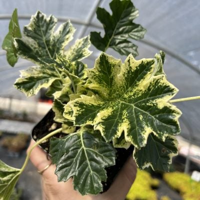 Acanthus 'Whitewater - Bear's Breeches (4.5" Pot)