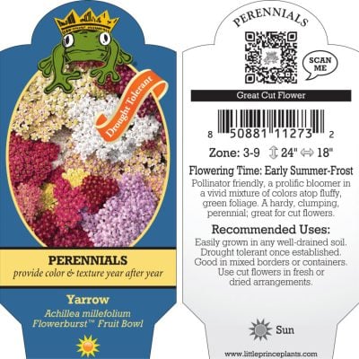 Achillea millefolium Flowerburst™ Fruit Bowl - Yarrow (4" Pot)