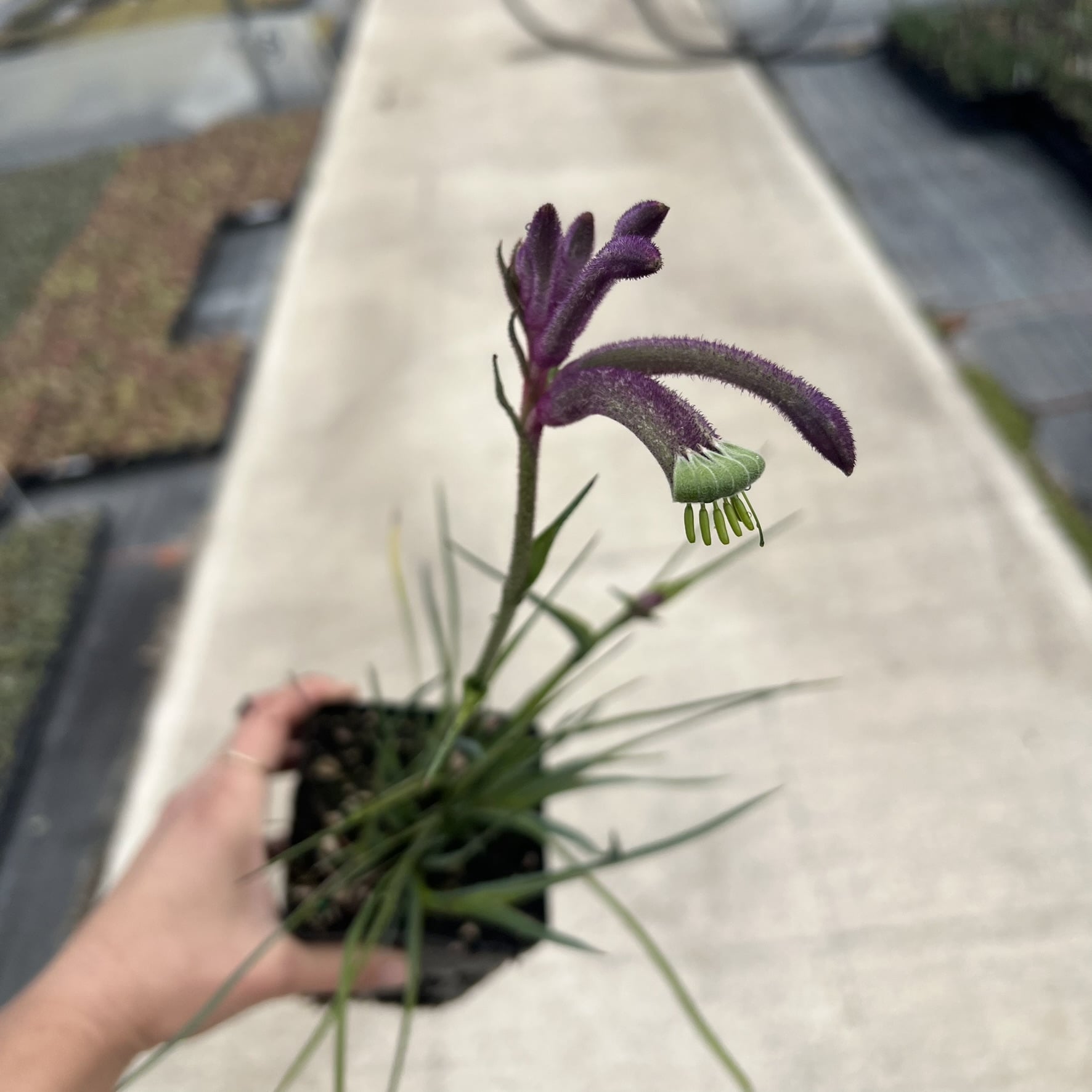 Anigozanthos Celebrations™ Carnivale - Kangaroo Paw Plant (4.5" Pot) - Image 4