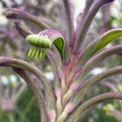 Anigozanthos Celebrations™ Carnivale - Kangaroo Paw Plant (4.5" Pot)