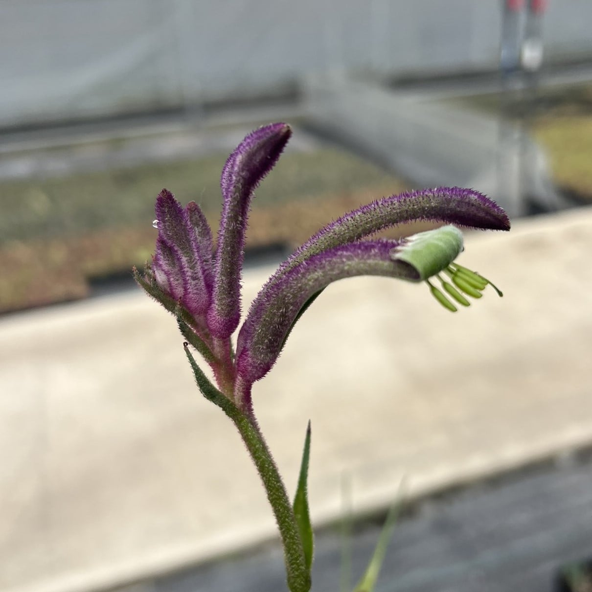 Anigozanthos Celebrations™ Carnivale - Kangaroo Paw Plant (4.5" Pot) - Image 3