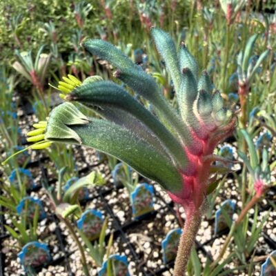 Anigozanthos Celebrations™ Fireworks - Kangaroo Paw Plant (4.5" Pot)