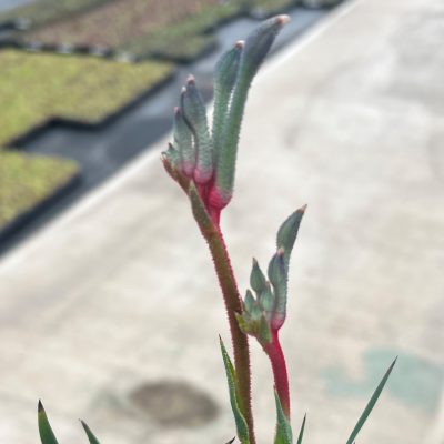 Anigozanthos Celebrations™ Fireworks - Kangaroo Paw Plant (4.5" Pot)