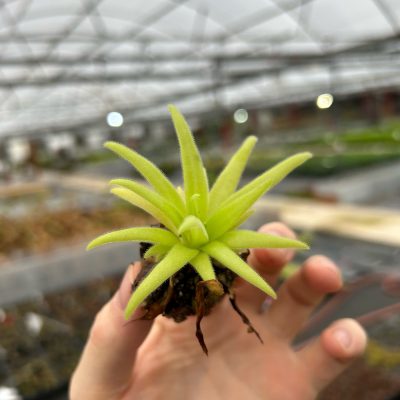 Pinguicula 'Aphrodite' - Butterwort Carnivorous Plant (2" Pot)