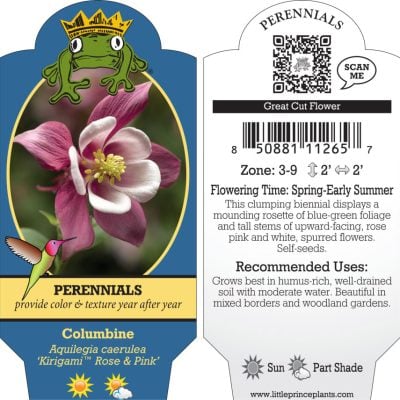 Aquilegia caerulea 'Kirigami™ Rose & Pink' - Columbine (4" Pot)