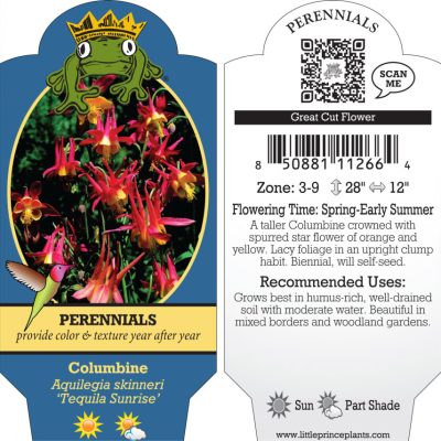 Aquilegia skinneri 'Tequila Sunrise' - Columbine (4" Pot)