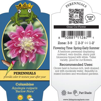 Aquilegia vulgaris 'Barlow Nora' - Columbine (4" Pot)
