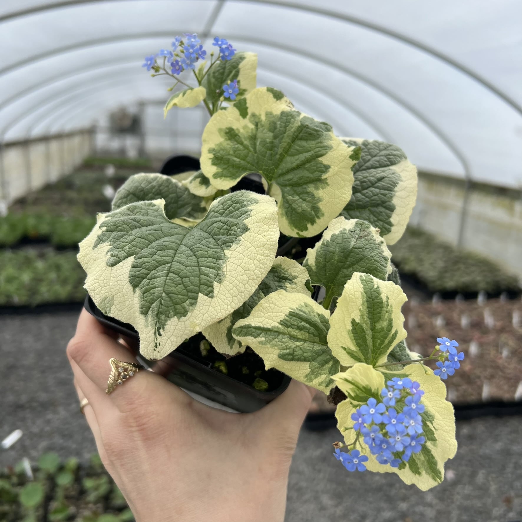 Brunnera macrophylla 'Variegata' - Siberian Bugloss (4.5" Pot)