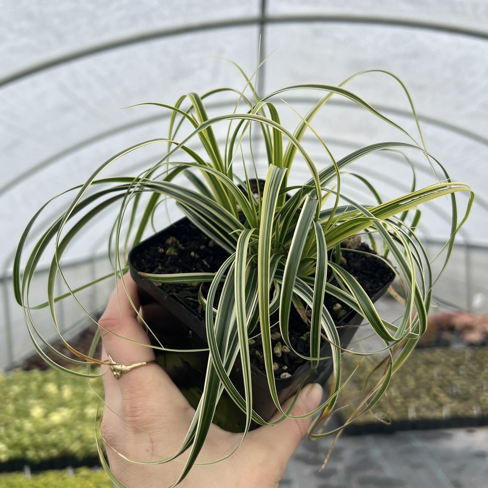 Carex 'Feather Falls' PP#26,199 - Variegated Sedge (4.5" Pot) | Little  Prince of Oregon Nursery