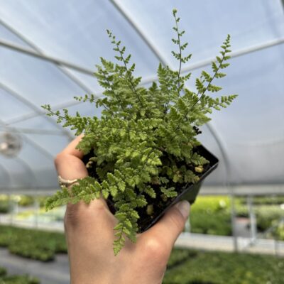 Cheilanthes lanosa - Hairy Lip Fern (3.5" Pot)