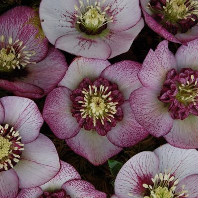 Helleborus Winter Jewels® 'Cherry Blossom' - Hellebore (1 Gallon)