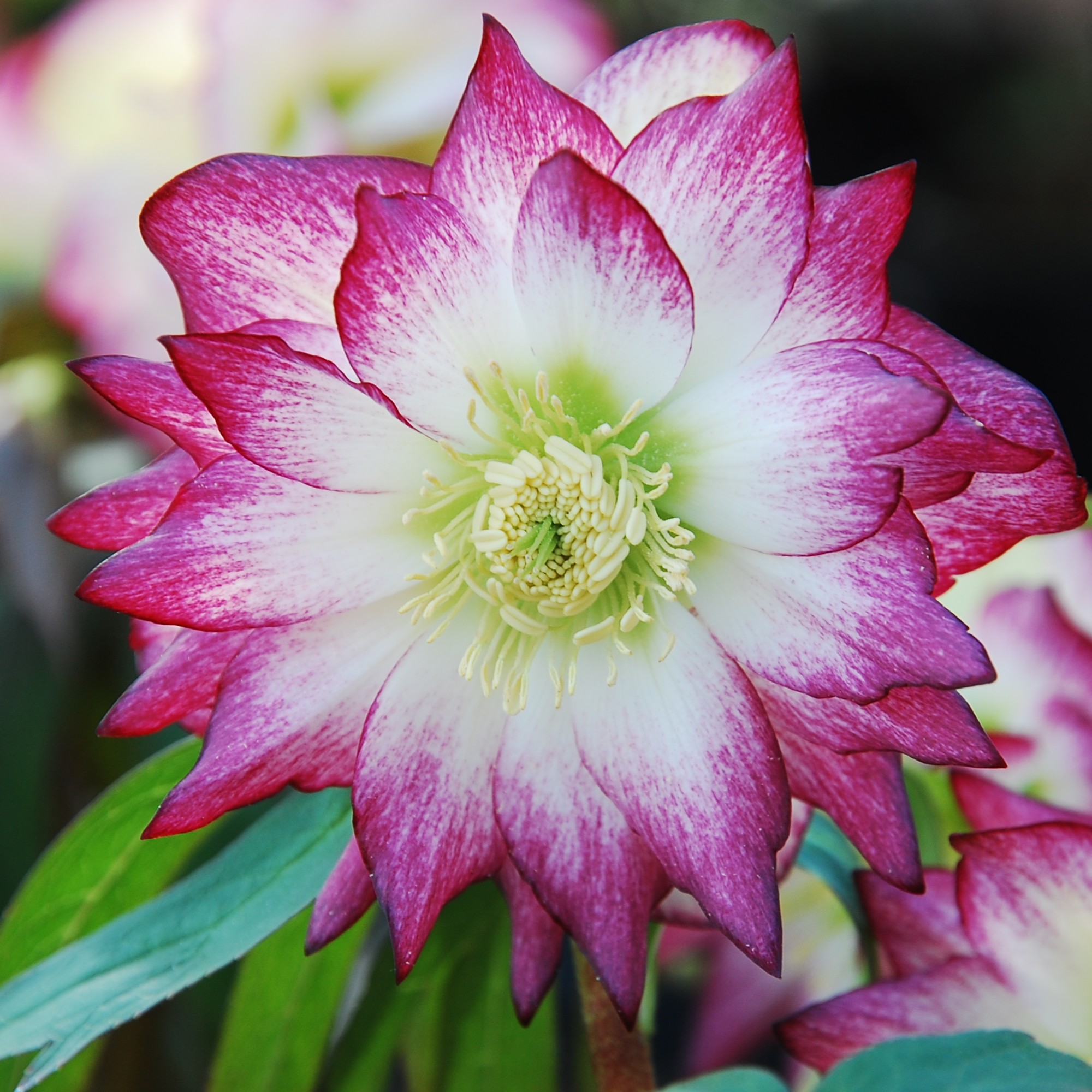 Helleborus Winter Jewels® 'Rose Quartz' - Hellebore (1 Gallon) - Image 3