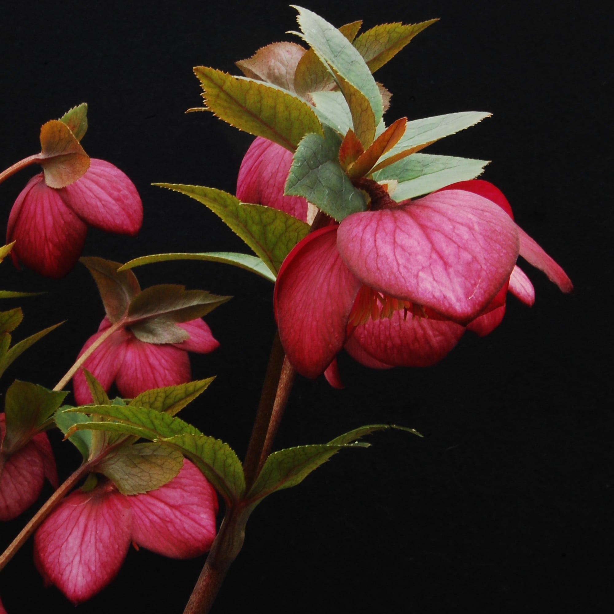 Helleborus Winter Jewels® 'Ruby Wine' - Hellebore (1 Gallon) - Image 3