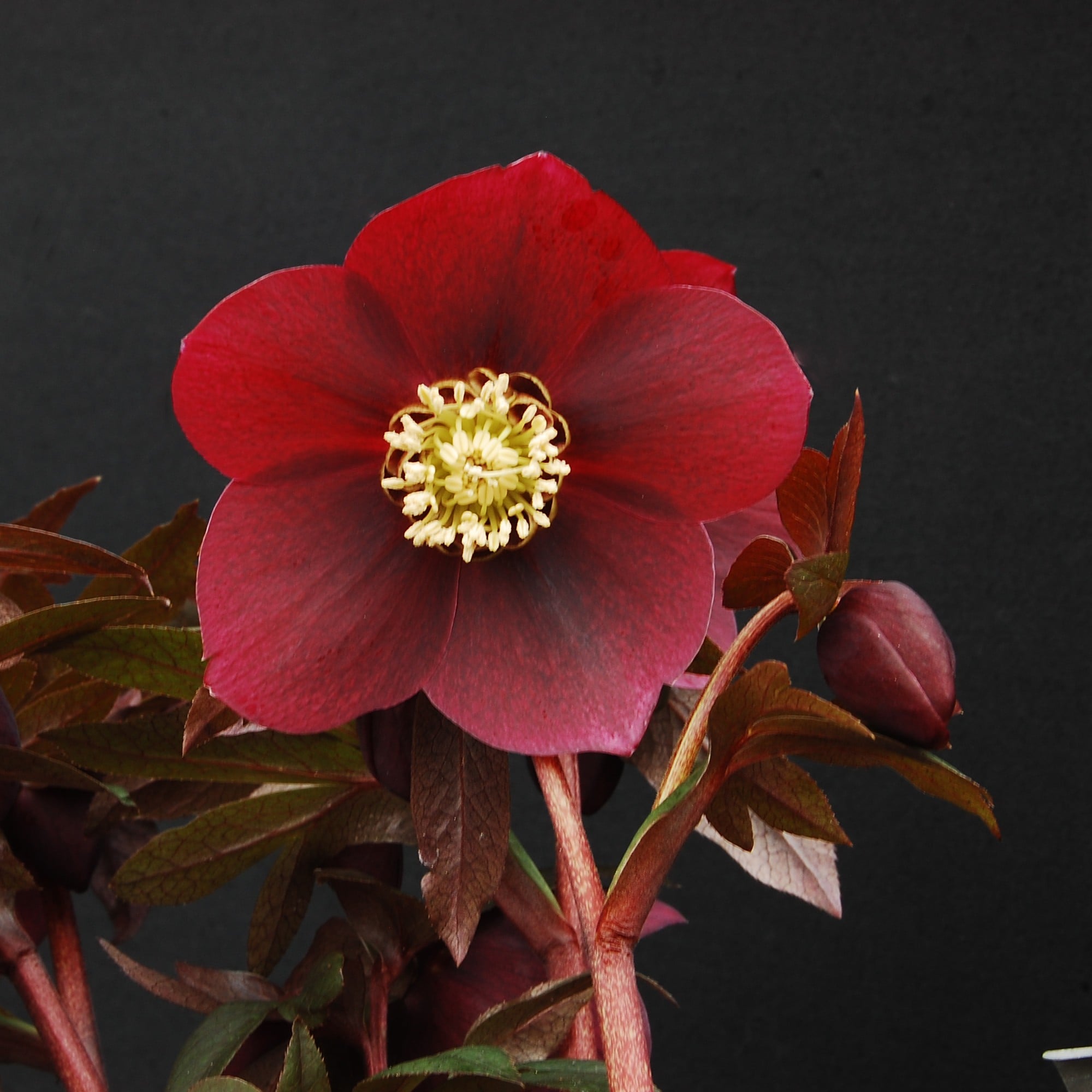 Helleborus Winter Jewels® 'Ruby Wine' - Hellebore (1 Gallon) - Image 4
