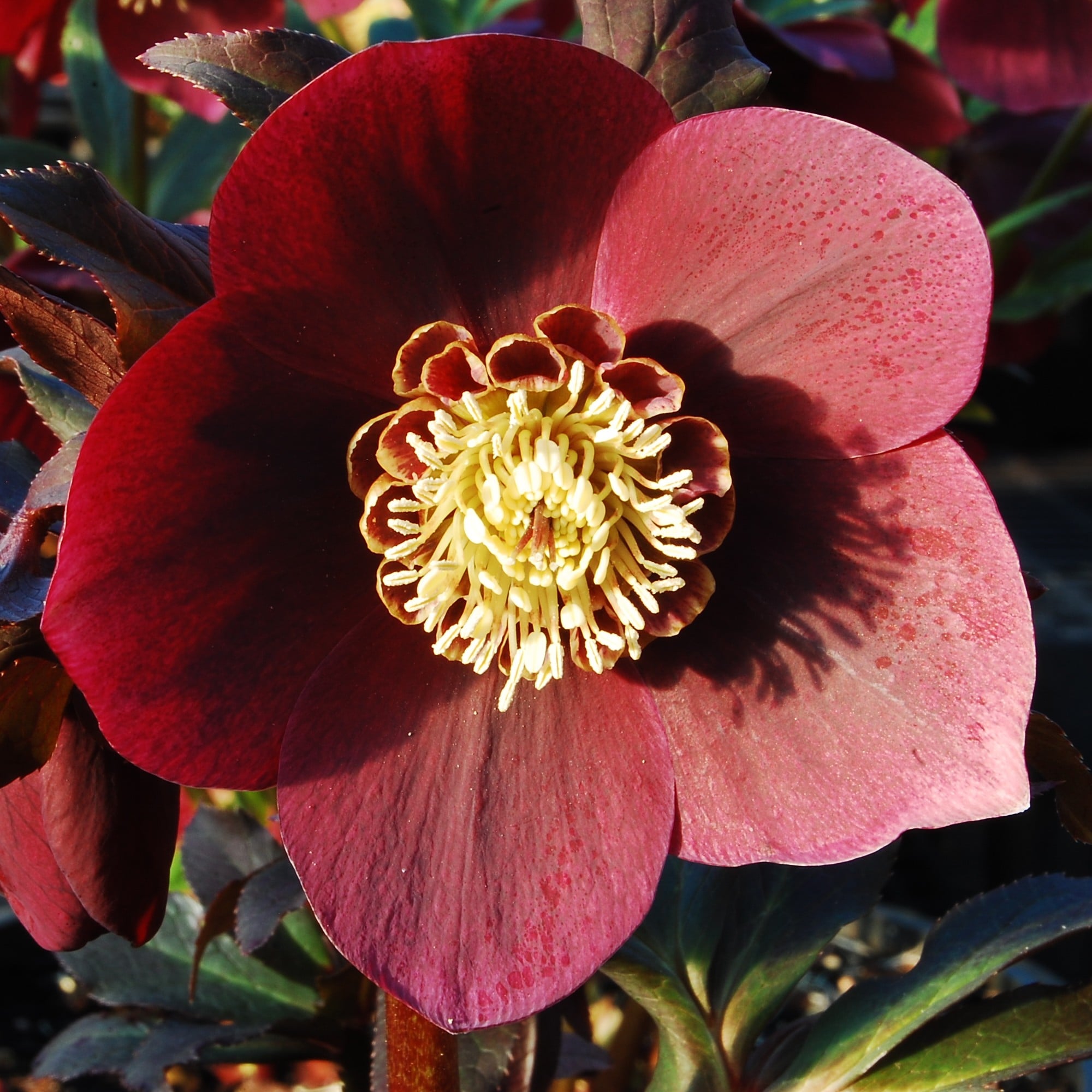 Helleborus Winter Jewels® 'Ruby Wine' - Hellebore (1 Gallon) - Image 5