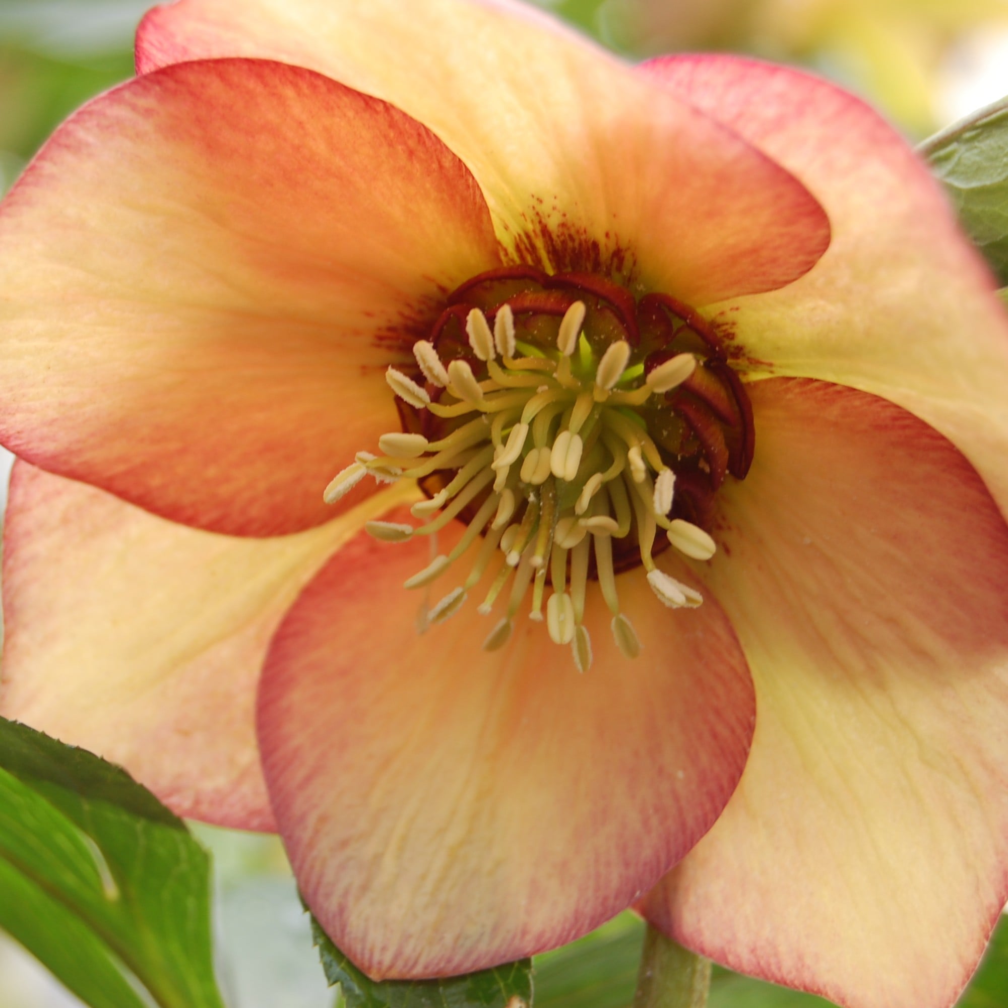Helleborus Winter Jewels® 'Apricot Blush' - Hellebore (1 Gallon) - Image 6